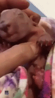 Orphaned Baby Wombat Suckles on Pacifier