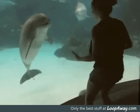 tricks dolphins GIF