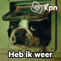 Hallo Party Animal GIF by KPN