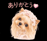 Yorkshire Terrier Thank You GIF