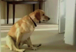 itches GIF