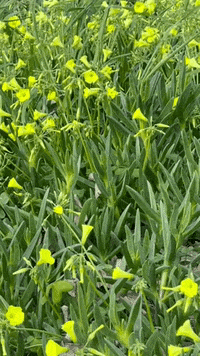 Wild Flowers Beauty GIF