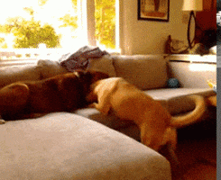 dogs that shit cray GIF by The BarkPost 