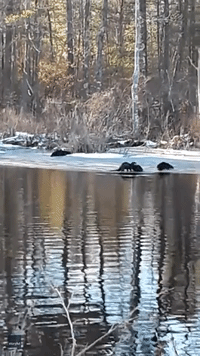 Adorable Otters Play in Morning Sunlight