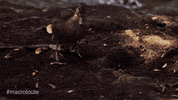 Happy Fly GIF