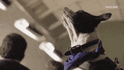GIF by FLOPHOUSE