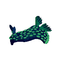 Sea Slug Nudibranch Sticker