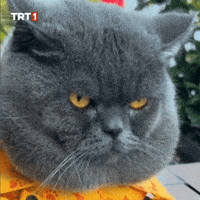Cat What GIF by TRT
