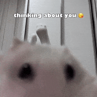 Valentines Day Hamster GIF by Respective