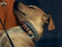hyperrpg reaction dog mrw twitch GIF