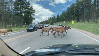 Deer Herd Cross Busy Evergreen Highway