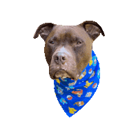 Pokemon Catch Them All Sticker by Geekster Pets