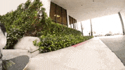 Dogs Skateboarding GIF by jOnNy'S wOrLd
