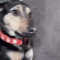 Angry Dog GIF by DJ CHIMO BAYO