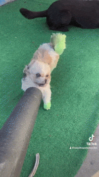 Angry Dog GIF