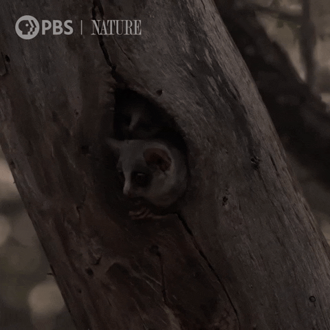 Baby Bushbaby GIF by Nature on PBS