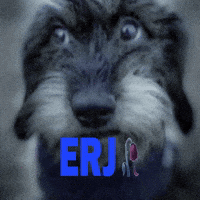 Dog Dawg GIF