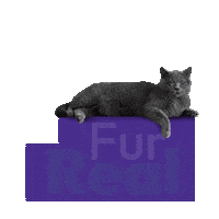 PanaceaVetsClinic cats pets vets petlover Sticker