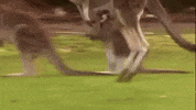 kangaroo hopping GIF by Nat Geo Wild