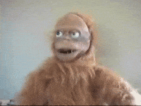 Monkey Orangutan GIF