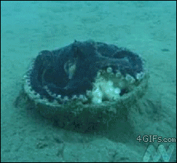 sea octopus GIF