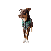 Dallas Stars Aussie Sticker by Geekster Pets