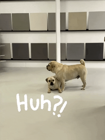 Indigofloorbv dogs puggle GIF