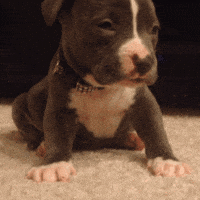 puppy gifofdogs GIF by Rover.com