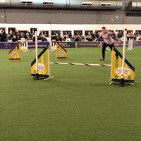dog GIF by Westminster Kennel Club