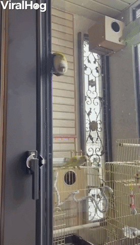 Birdie Slides Down Doorway GIF by ViralHog