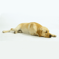 Tired Dog GIF by KNGF Geleidehonden
