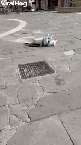 Tired Doggo Takes A Nap During Walk GIF by ViralHog