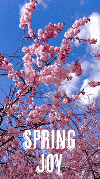Cherry Blossoms Joy GIF by Guided by Light Art