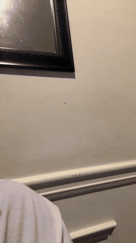 ARLensChallenge giphyupload GIF