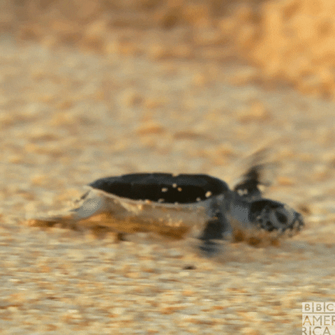 Baby Turtle GIF by BBC America
