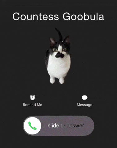 Phone Call Kitty GIF