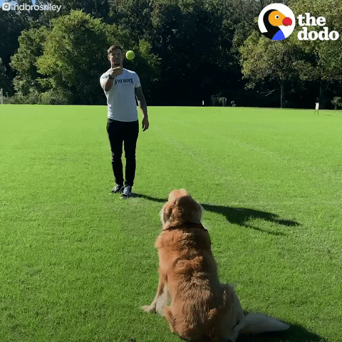 Dog GIF by The Dodo