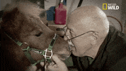 Nat Geo Wild Horse GIF by The Incredible Dr. Pol