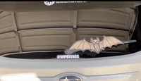 Vampire Bat WiperTags for rear vehicle wipers