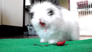 10 Funniest Bunny Pigi Videos