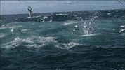 Pbs Nature Birds GIF by Nature on PBS
