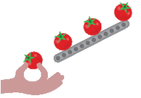 tomato STICKER