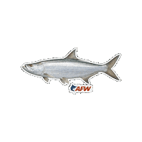 Catch And Release Fish Sticker by AFW Fishing Brands