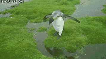 penguin jumping GIF by Cheezburger