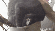 flower pot sleeping GIF