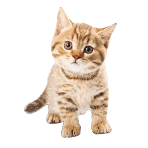Cat Sticker by Marcel Katz / The Art Plug