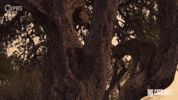 Season 2 Trees GIF by PBS