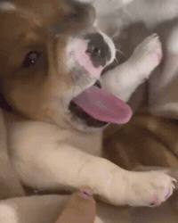 Tired Puppy GIF by Respective