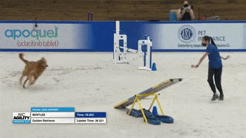 Espn Running GIF by American Kennel Club