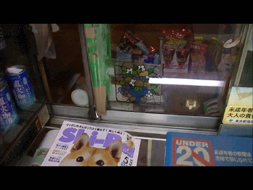 dogs yes GIF by Cheezburger